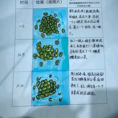 【浐灞第十六小学】感悟生命之旅，绿豆成长记录——四四中队风采展示