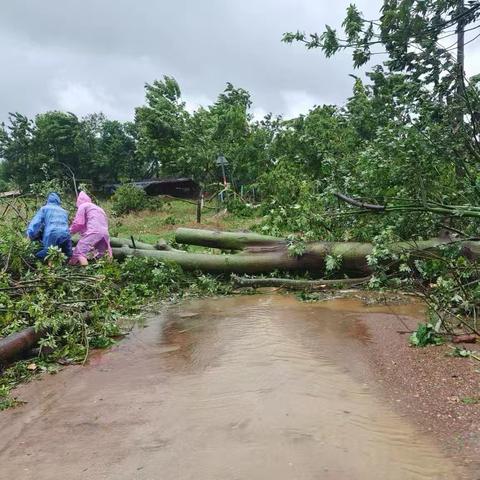 台风“摩羯”后，陀头村干部入户帮忙清理路障