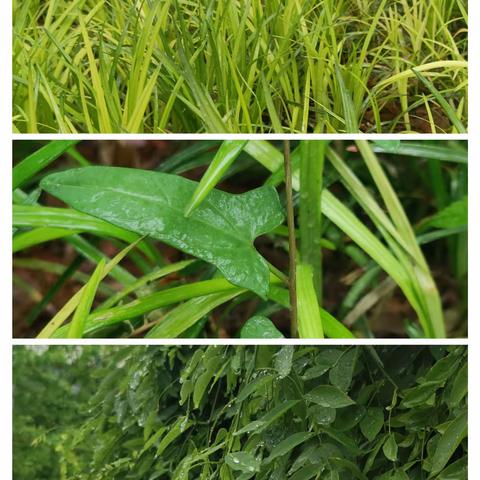 课内外联动，从课文走向生活——赏雨、听雨、写雨，师生共创作。