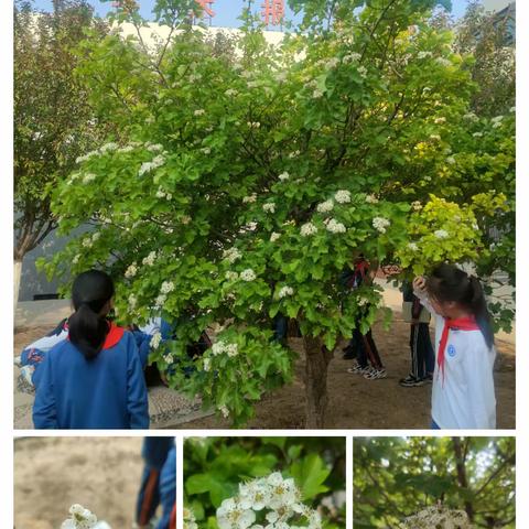 课内外联动，从课文走向生活