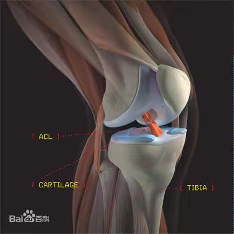 关节镜下膝关节交叉韧带重建术