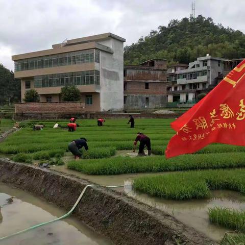 【银坑镇琵琶村新时代文明实践站】农忙赶节气，村庄无闲人