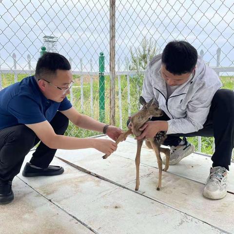 大兴农场湿地管理站救助野生小狍子