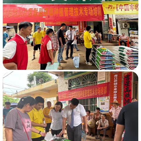 海口供销琼山片区联盟联动销万家：农技赋能 产销助力 共推农户增收