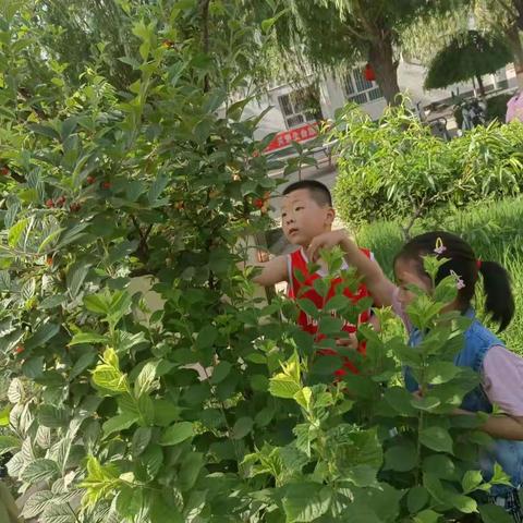 劳动最快乐，夏日果实香