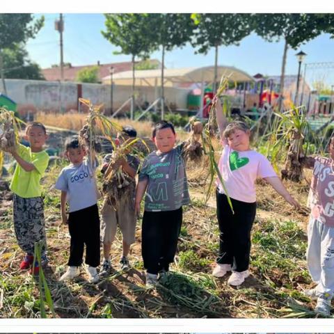 “蒜”你可爱，收获快乐——利津县陈庄镇集贤幼儿园大二班自然课程