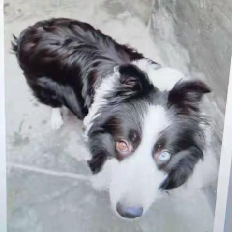 文明养犬 共建和谐社区 ——飞机场社区开展文明养犬注册宣传活动