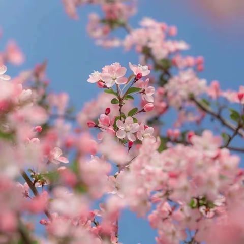 ｜成长美滋味｜——奎屯市第四幼儿园第五周“春暖万物•花开有时”美食回顾