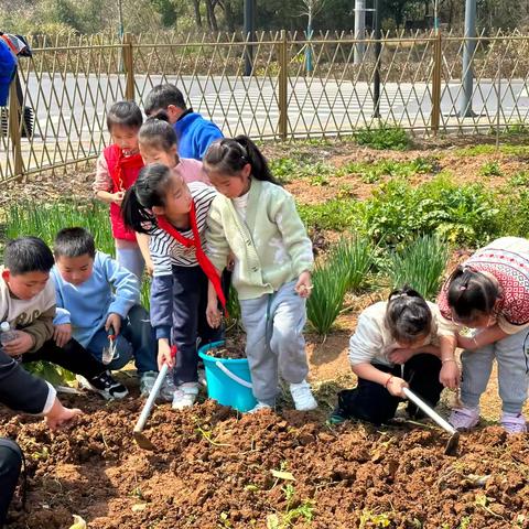 《你好，小土豆》——白阳小学203班小脚丫中队土豆种植