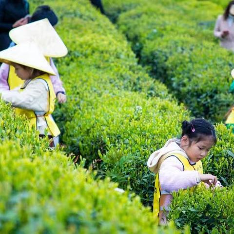 茶韵童趣—记大二班茶叶探索之旅