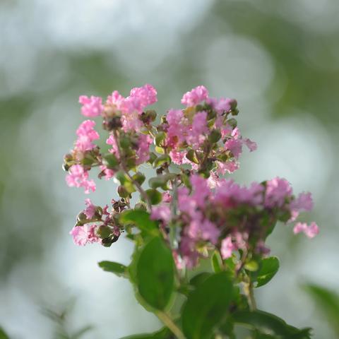 紫薇花开秋夏艳