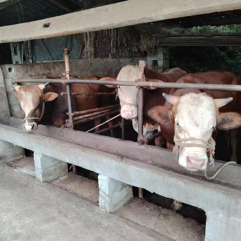 冬季养牛如何防牛掉膘