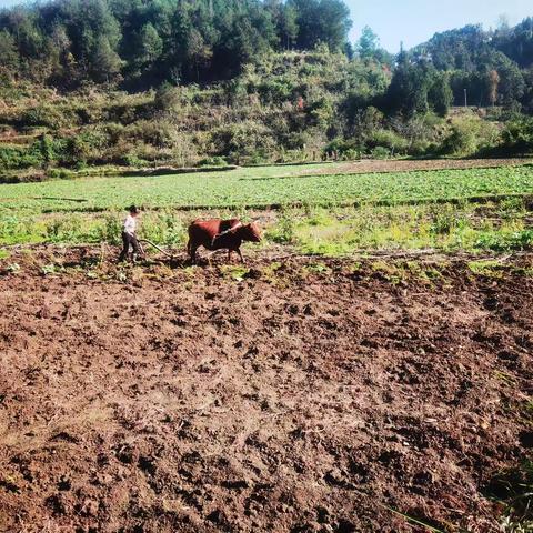 冬季牛中毒防控技术