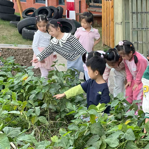 瞧！毛豆成熟啦—尹山湖实验幼儿园中（7）班课程故事