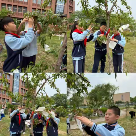 小手护桃果，“袋里”看世界——淮阴小学三年级田野课堂桃主题系列实践活动