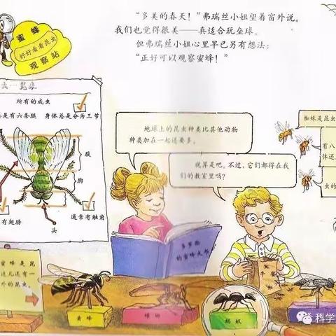 科学名称：蜜蜂的眼镜—复眼