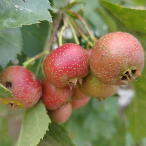 小山楂，大乐趣