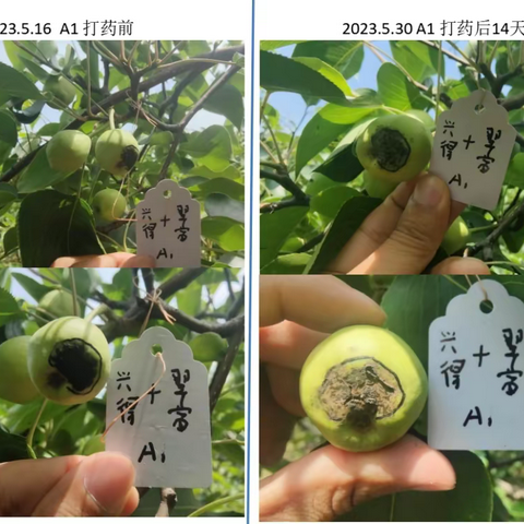 试验速递：兴得+翠富防治梨树病害效果展示