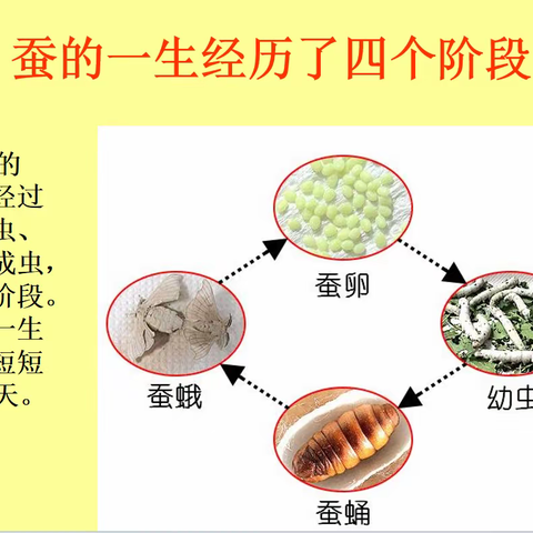 蚕的生长过程