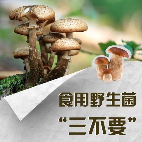 预防食用野生菌中毒 ﻿健康知识