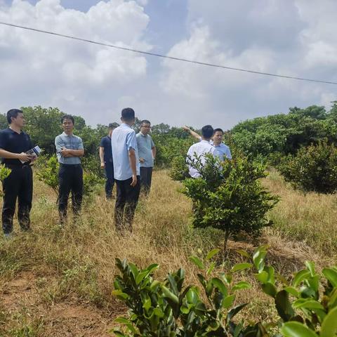 海口市林业局开展禁种踏查和禁毒宣传活动