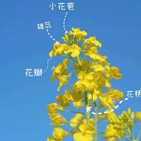 寻找春天，绘画春天——户外写生油菜花