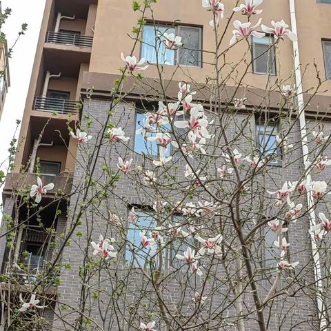 【金鼎物业】凤凰城服务中心2024年3月服务报告