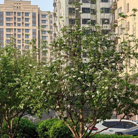 【金鼎物业】凤凰城服务中心2024年4月服务报告