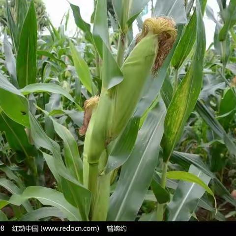 自然课程  ——《认识玉米》🌽