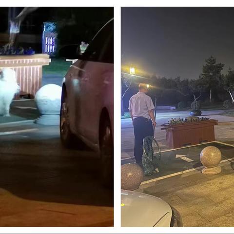 长子公安流浪犬专项整治 治出文明养犬新风尚
