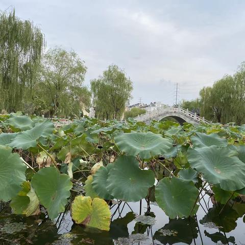 小小采菱人，寻找水精“菱”  —淮阴小学四年级部行知课程劳动课程实践活动