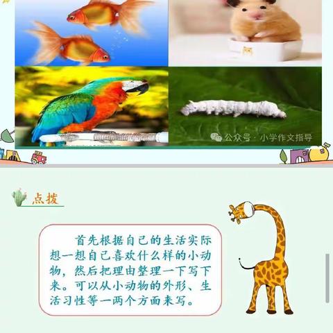 世纪学校小学部二年级“联想写话”测评活动(动物篇)