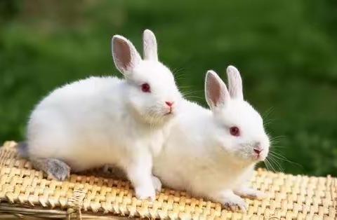 💰🐰无量——市中街道中心幼儿园大九班