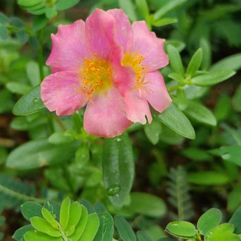 花朝花暮 ——花为朝朝暮暮