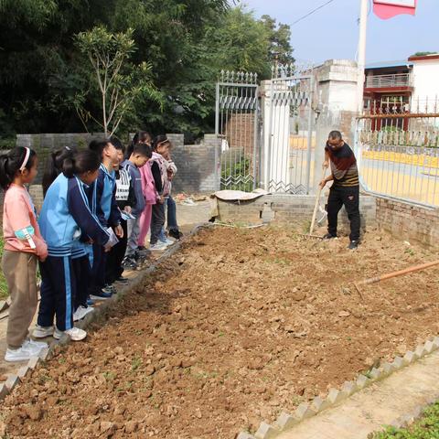 岳渡小学:尹庄镇岳渡小学开展“绿色点亮生活，健康护佑生命，耕趣小农场”秋耕活动。