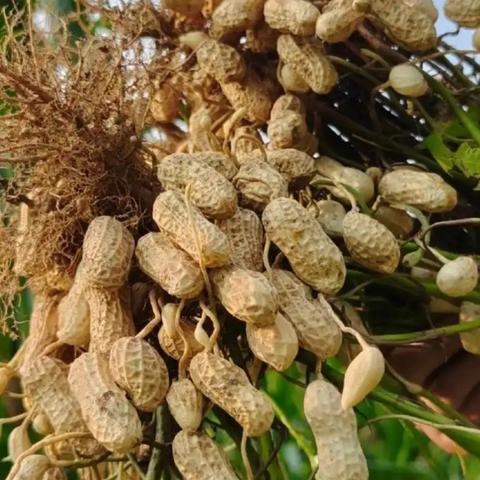 童心协力，爱在丰收季 本次通过组织花生采摘活动，将农耕体验与自然教育相结合，让孩子们在实践劳动中感受丰收的喜悦，并培养珍惜粮食的意识