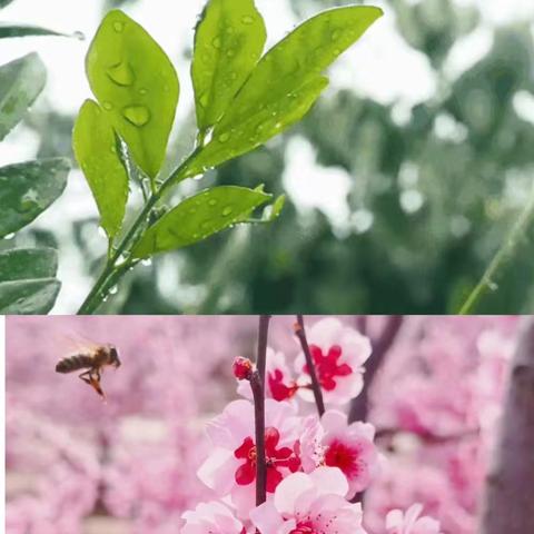 雨中护学岗 ，暖心护成长——临沂第四实验小学二年级（2）班护学岗纪实