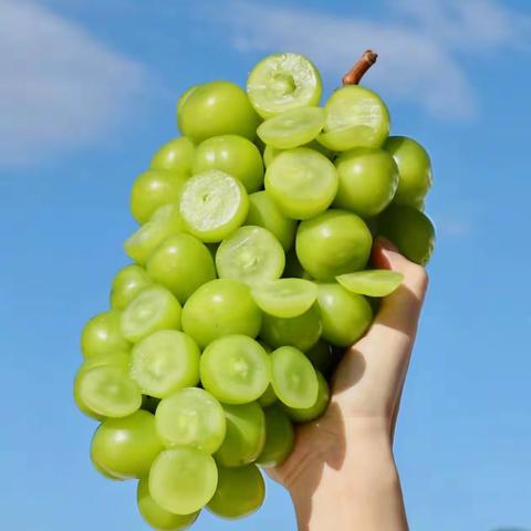 阳光玫瑰，2025年陕西价格怎么看？品质分化是主旋律！