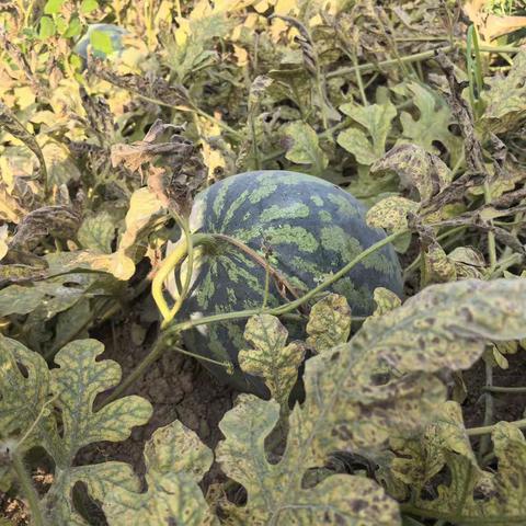 吃西瓜需要几步？从田间到您的餐桌十步简单说