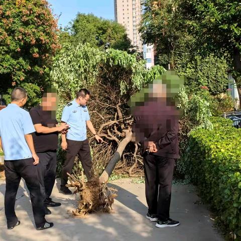 随意采挖不可取  普法共同护大树