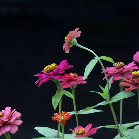 姹紫嫣红百日菊