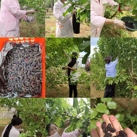 情暖桑椹季，关爱老人行——周至县广济敬老院组织为老人摘桑椹活动纪实