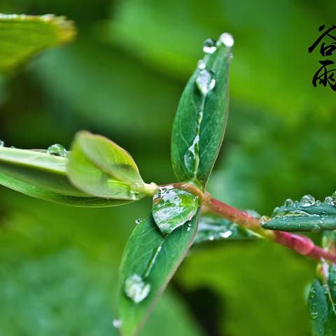 自然之美与劳动之歌 ——谷雨节气