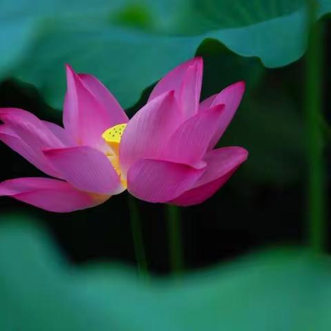 小荷风采——小绿叶班佳作辑（七）