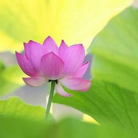 小荷风采——小绿叶班佳作辑（八）