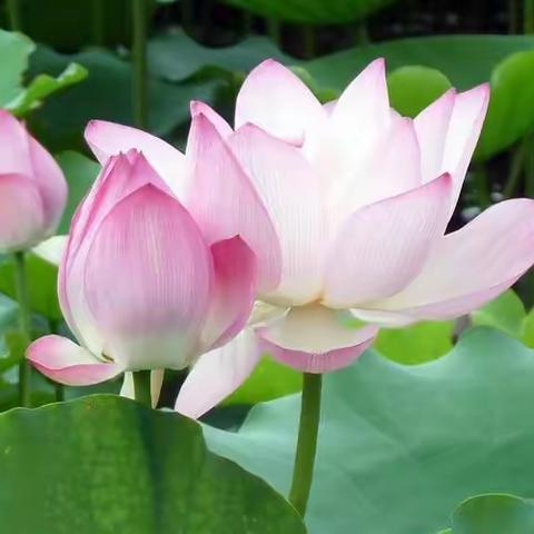 小荷风采——小绿叶班佳作辑（九）