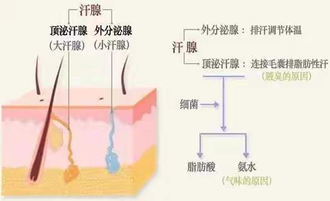 有“狐臭”怎么办？