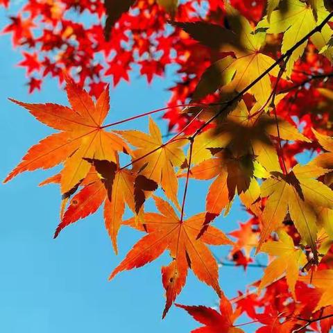 劳动践于行，美德润于心。秋日实践美，成长育新篇。——第五小学劳动周秋天有"画"说——"清捡落叶，满手是秋"湿地公园劳动实践活动