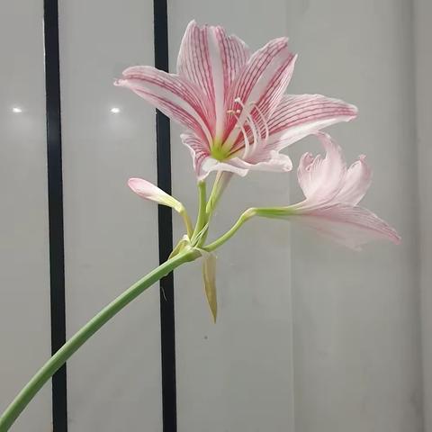 静待花开、花谢