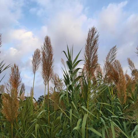 霜降观芦花